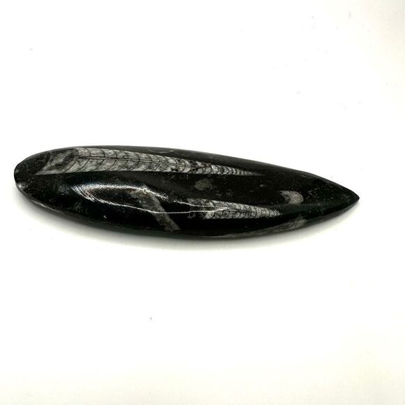 Orthocerras fossil - Picture 4 of 10